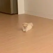 ㅤの画像