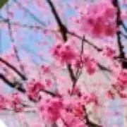 rincoの画像