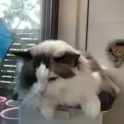 れお