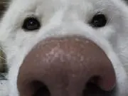 ネストルの画像