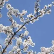 Springの画像