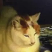 ぴーこ