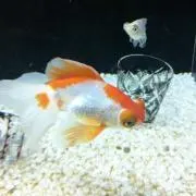 ぽいの画像