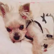 ここぷるゆき♡