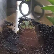 しろやん