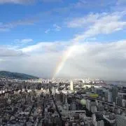ねこの画像