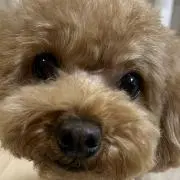 Suzuの画像