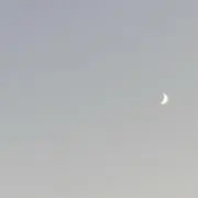 ぽんの画像