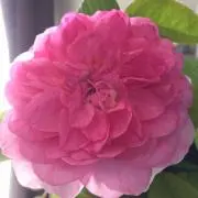 とみの画像