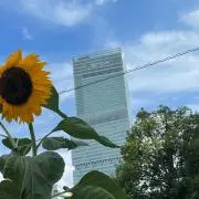 芹那