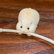 ゆいちゃの画像