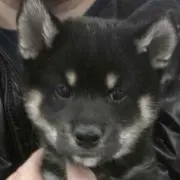 PuPu-Ya