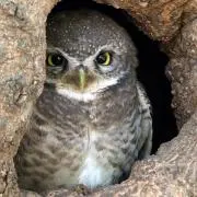 Kageの画像