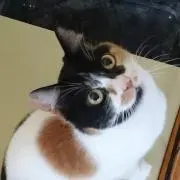 おりくま