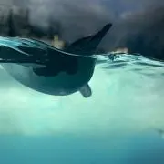 くりーむぱん