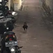 KSの画像