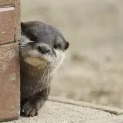 カワウソくん