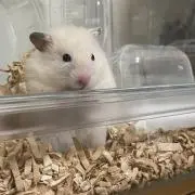 はむスタヌ