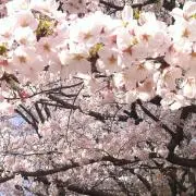 ととの画像