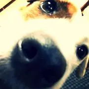 pimiの画像
