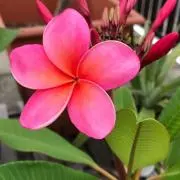 Plumeria