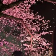 なつの画像