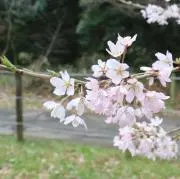 あろの画像
