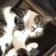 わにゃこ