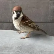 ミーちゃんの画像