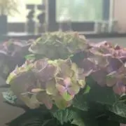 みーちゃんの画像