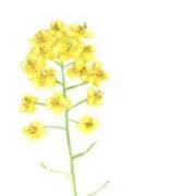 ishimi夫婦の画像