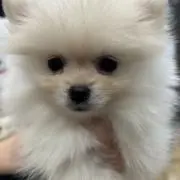 ユキ