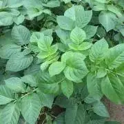 0808の画像