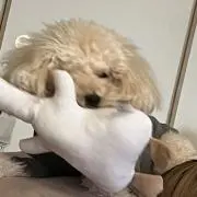もち⚠️次回発送8/16の画像