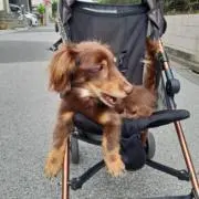 麻呂の画像
