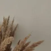 nの画像
