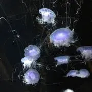あすゆめの画像