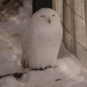 rayの画像