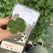 Rの画像