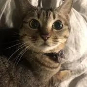 しま(金土日祝は基本発送不可です。)の画像