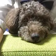 ゆきんこ