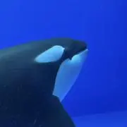 さかまた