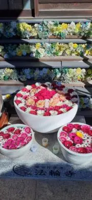 ポポロの画像