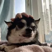 ぽん