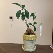 マキチャンの画像