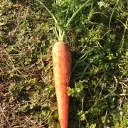 ポルナレフ