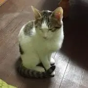 opeekoの画像