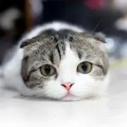 はな