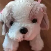 かなまゆの画像