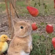 ましろの画像